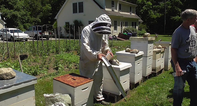 June 2022 01 Hive Inspections